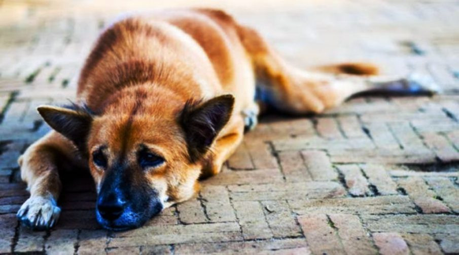 All 3 Municipalities hurrying to get funding for stray animals before deadline