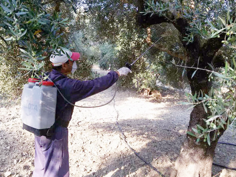 Συνεχίζεται η δακοκτονία από 30/9/2020