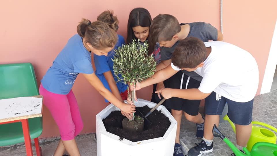 Afra pupils plant ΄olive tree of hope΄