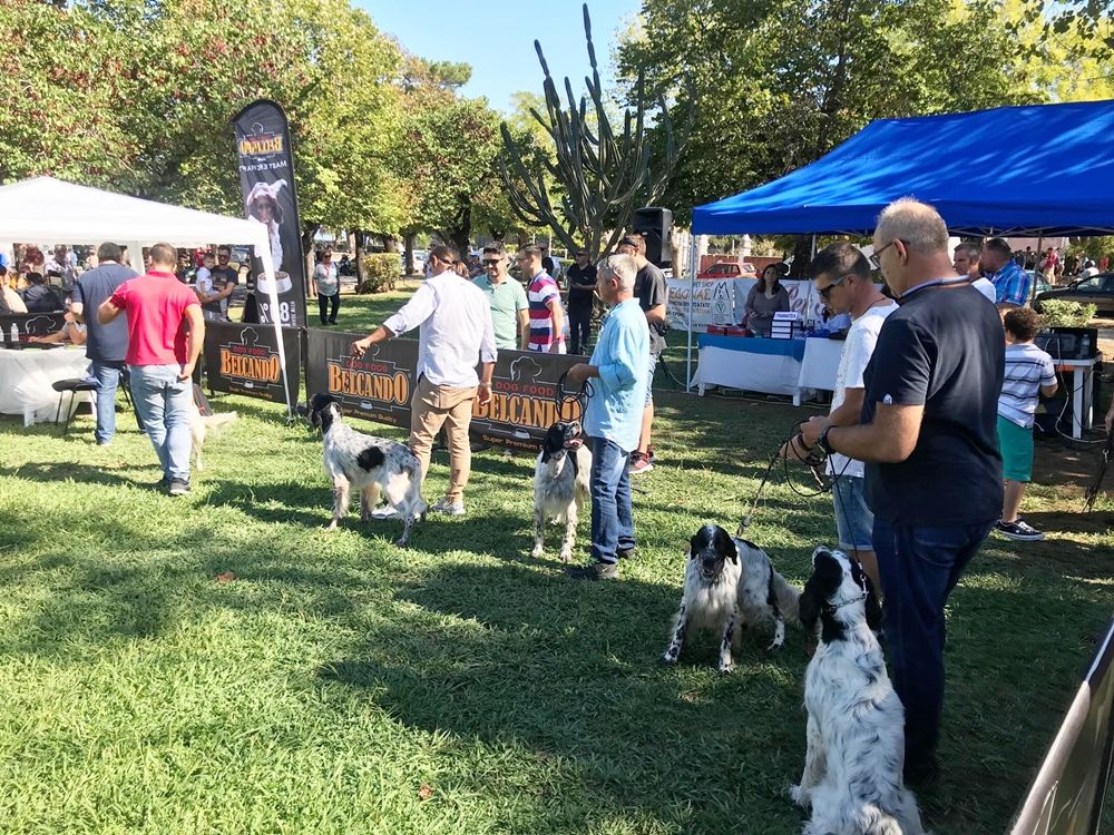 Άρχισε το διήμερο dog show στην Πάνω Πλατεία (photos)