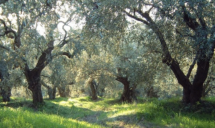 Συντονίζονται για κοινές δράσεις οι περιβαλλοντικές οργανώσεις της Κέρκυρας