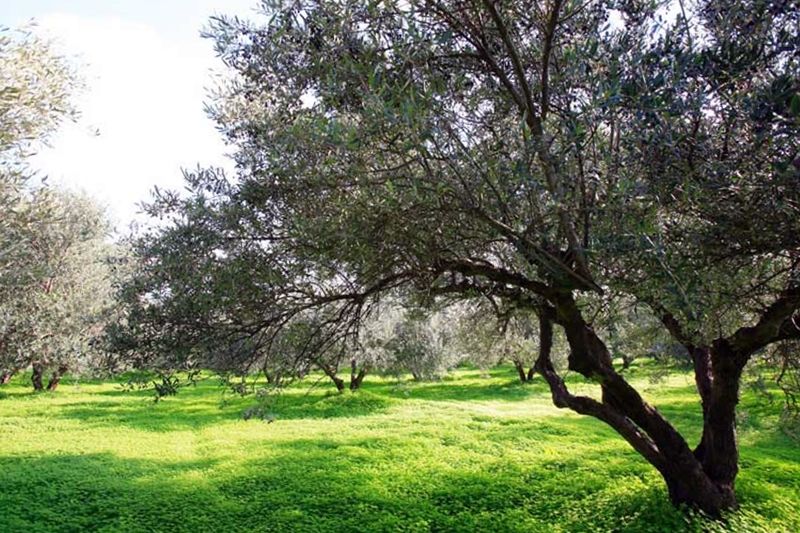 Ενημερωτική σύσκεψη για τη δακοκτονία στην Περιφέρεια