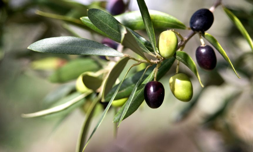 ΟΑΣΚ: Δήμος και ΠΙΝ έχουν ευθύνες για το θέμα της δακοκτονίας