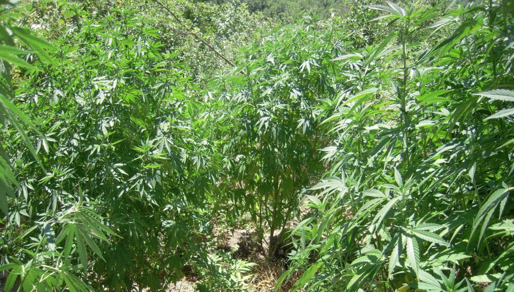 Συνελήφθη 63χρονος στη Μέση Κέρκυρα για καλλιέργεια κάνναβης