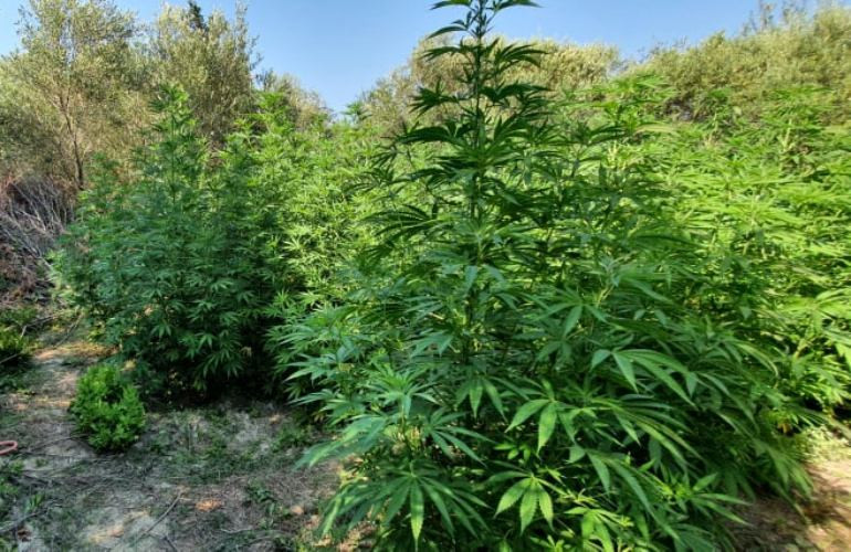 Φυτείες κάνναβης στη Νότια Κέρκυρα - Εκριζώθηκαν 142 δενδρύλλια (video - photos)
