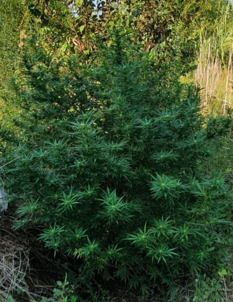 Σύλληψη άνδρα που καλλιεργούσε 22 δενδρύλλια κάνναβης στην Κέρκυρα